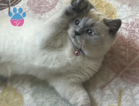 Kızıma eş arıyorum (BRİTİSH SHORTHAİR)