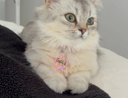British longhair kızımıza eş arıyoruz - 118976517