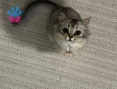 British longhair kızımıza eş arıyoruz