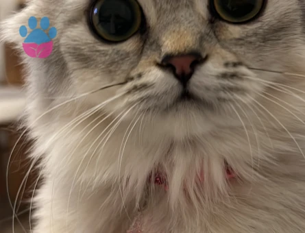 British longhair kızımıza eş arıyoruz