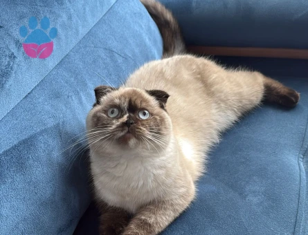Scottish Fold Dişi kedim kızgınlıkta
