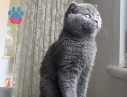 Scottish Fold Petek Kızıma Sağlıklı Eş Arıyorum