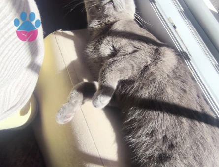 British Shorthair Kedim Kızgınlıkta