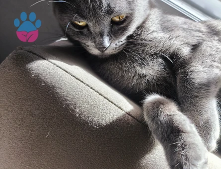 British Shorthair Kedim Kızgınlıkta