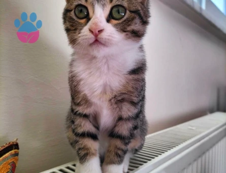 Kıbrıs kedisi kızıma eş arıyorum