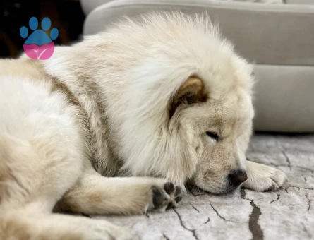 Chow ChowOğlum Leon'a Eş Arıyorum