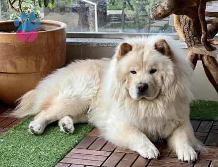 Chow ChowOğlum Leon'a Eş Arıyorum