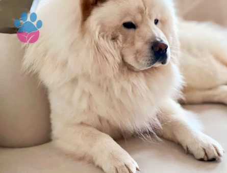 Chow ChowOğlum Leon'a Eş Arıyorum