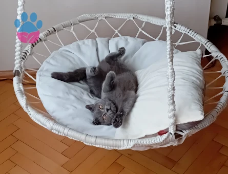 British Shorthair 2 Yaşında Eş Arıyor