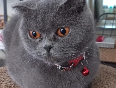 British Shorthair 2 Yaşında Eş Arıyor - 118968931