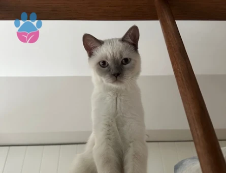 British Bluepoint Kedime Eş Arıyorum