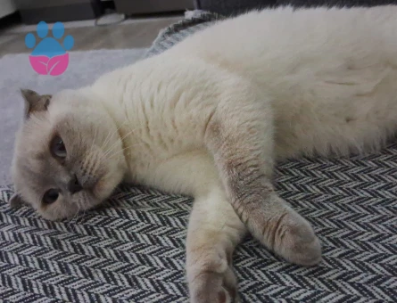 Kızım Linda 3 Yaşında Eş Arıyor