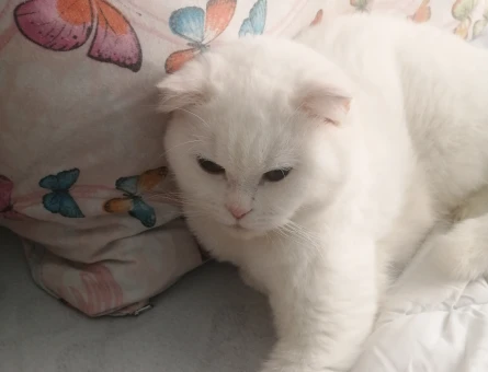 Scottish fold - 118977289