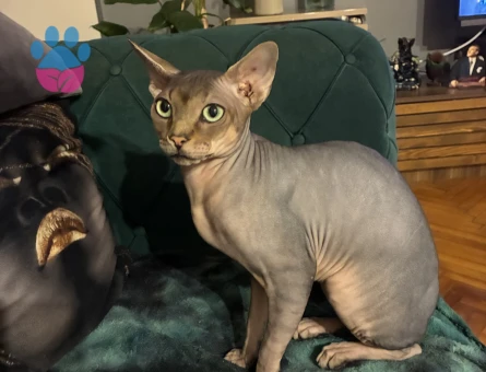 Kedime eş arıyorum