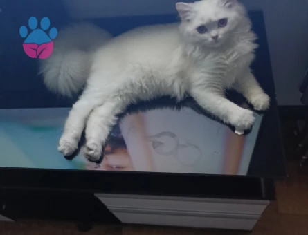 British longhair beyaz