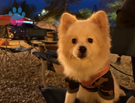 10 aylık erkek pomerian stpiz eş arıyoruz erkek