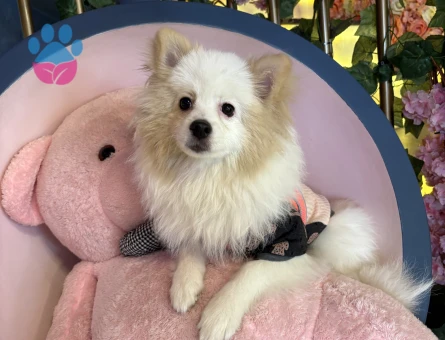 10 aylık erkek pomerian stpiz eş arıyoruz erkek