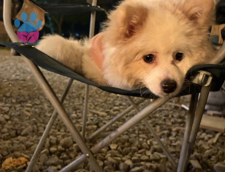 10 aylık erkek pomerian stpiz eş arıyoruz erkek