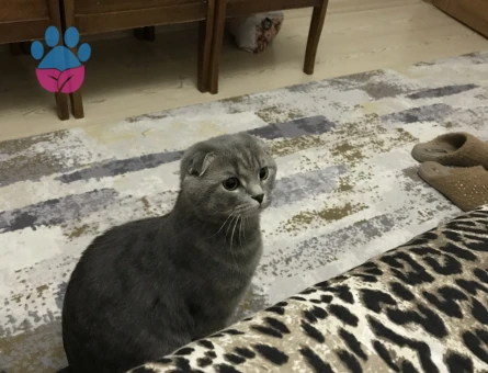 Scottish Fold 1,5 Yaşında Eş Arıyor
