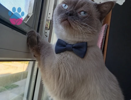 1 Yaşında British Shorthair Erkek Kızgınlıkta
