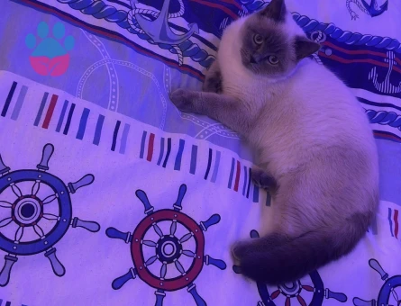 British Shorthair 1 Yaşında Eş Arıyor