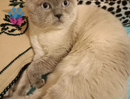 British Shorthair 1 Yaşında Eş Arıyor