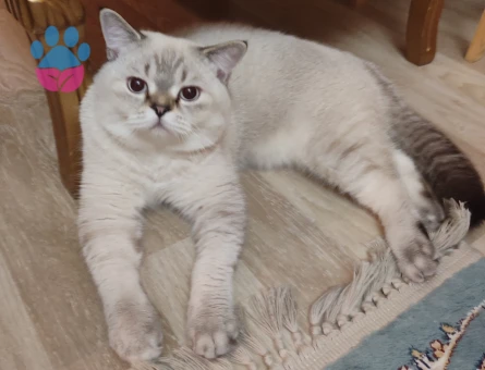 British Shorthair Yakışıklı oğluma eş arıyorum