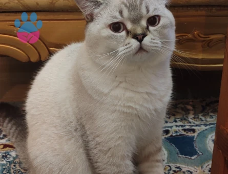 British Shorthair Yakışıklı oğluma eş arıyorum