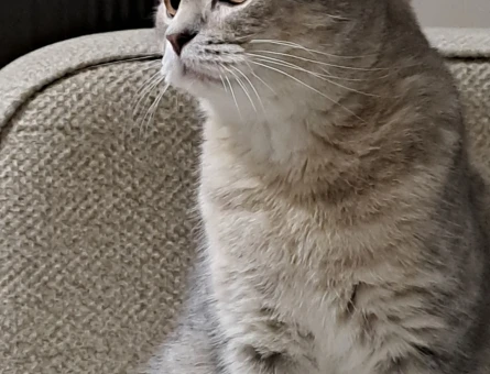 British Shorthair Kızıma Eş Arıyorum - 118969702