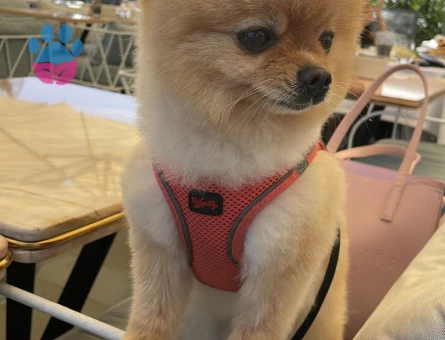 Pomerianan 1 Yaşında Eş Arıyor