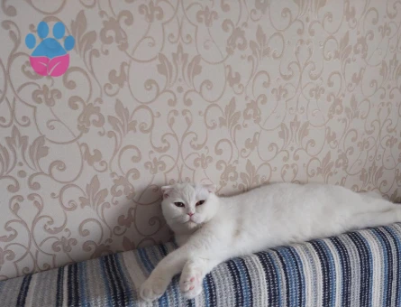 PRENSESİMİZE PRENS ARIYORUZ