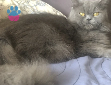 Kızımıza damat adayı arıyoruz