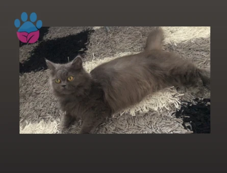 Kızımıza damat adayı arıyoruz