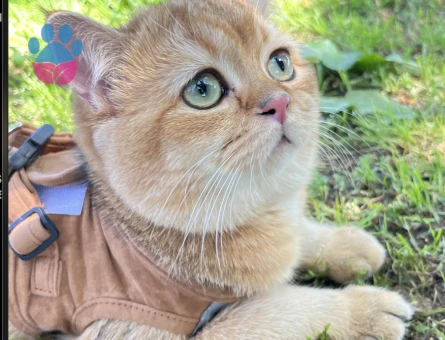 HENRY BEYE EŞ ARIYORUZ.