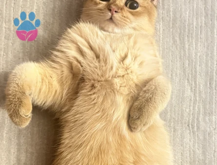 HENRY BEYE EŞ ARIYORUZ.