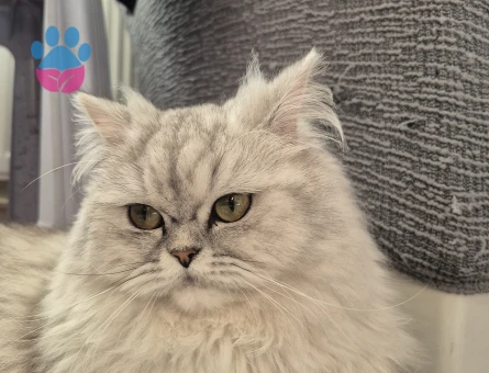 Kedimiz için eş arıyoruz