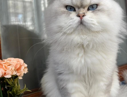British Longhair - 118977902