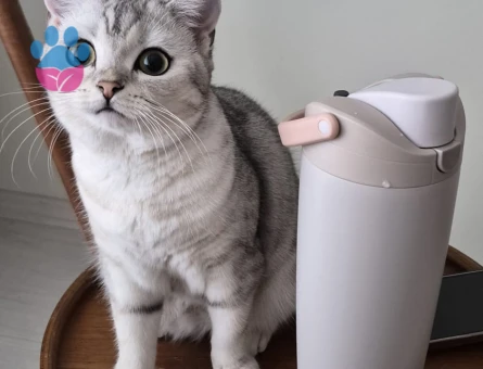1.5 yaşında British Shorthair kedime eş aranıyor