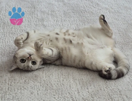 1.5 yaşında British Shorthair kedime eş aranıyor