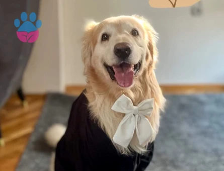 Golden Retriever Oğlumuza eş arıyoruz - 118984217