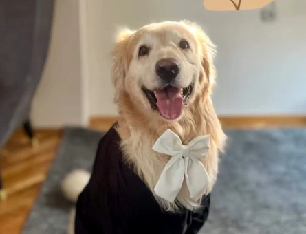 Golden Retriever Oğlumuza eş arıyoruz - 118984217