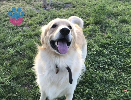 Golden Retriever Oğlumuza eş arıyoruz