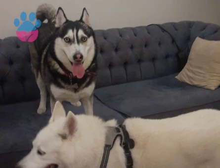 Husky Umay Kızımıza eş aranıyor - 118984219