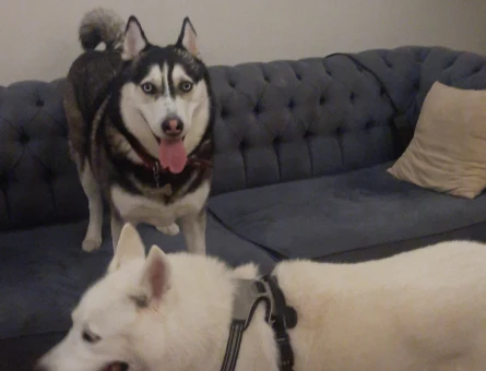 Husky Umay Kızımıza eş aranıyor - 118984219