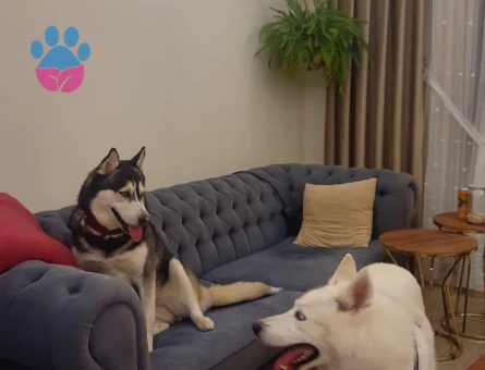 Husky Umay Kızımıza eş aranıyor