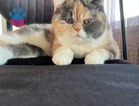 Exotic Shorthair 1 Yaşında Kedim Eş Arıyor