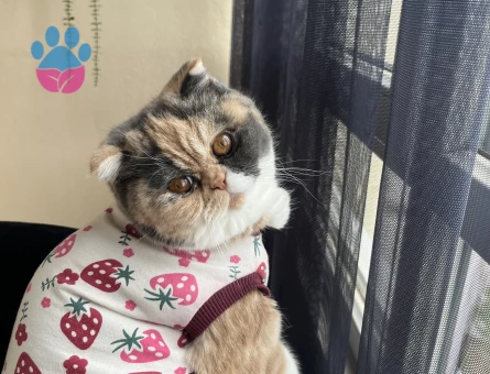 Exotic Shorthair 1 Yaşında Kedim Eş Arıyor