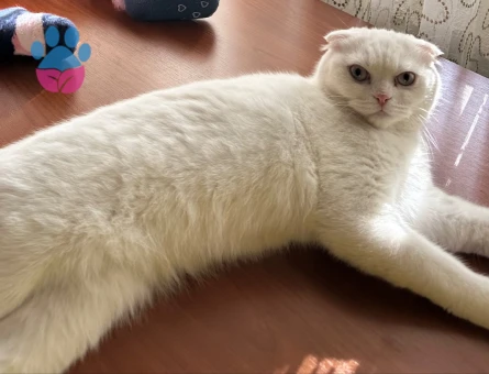 British Shorthair İskenderun Eş Arıyor - 118984221