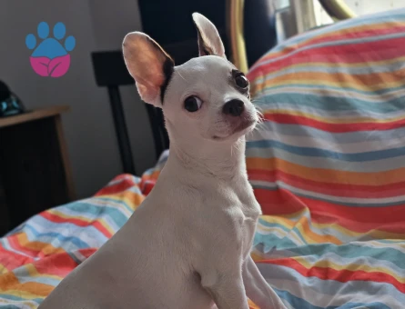 4 Yaşında "0" Numara Chihuahua kızıma eş arıyorum (2.5 KG)