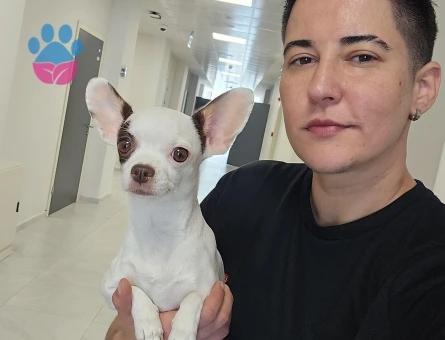 4 Yaşında "0" Numara Chihuahua kızıma eş arıyorum (2.5 KG)